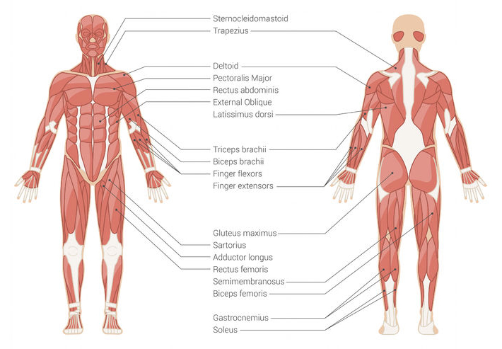 Muscular system diagram