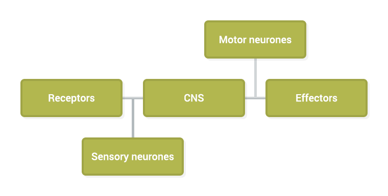 Nervous system diagram