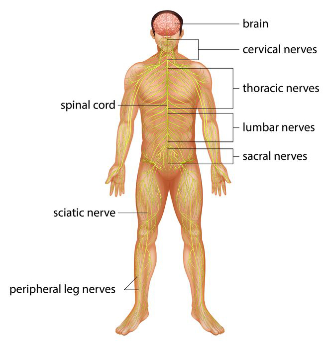 Nervous system diagram