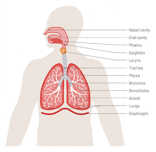 Respiratory system diagram