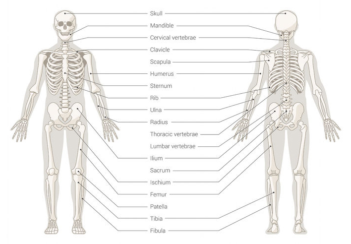 Skeletal system diagram