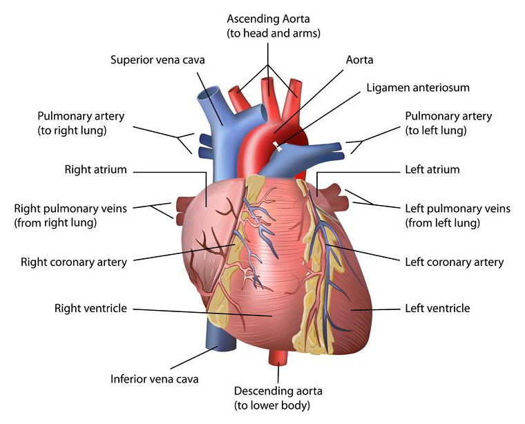 Cardiovascular system diagram
